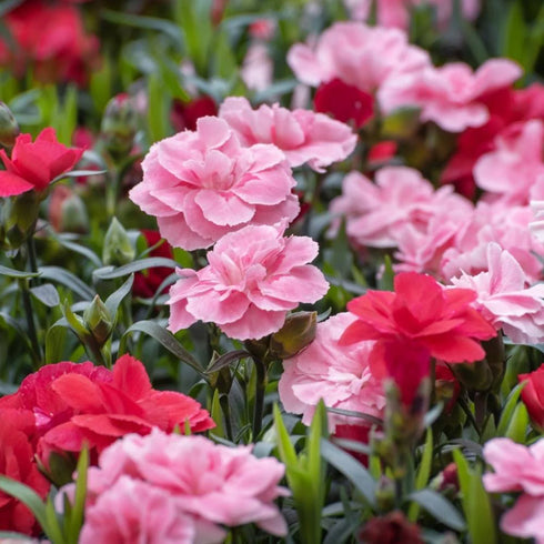 Carnation mix flower seeds